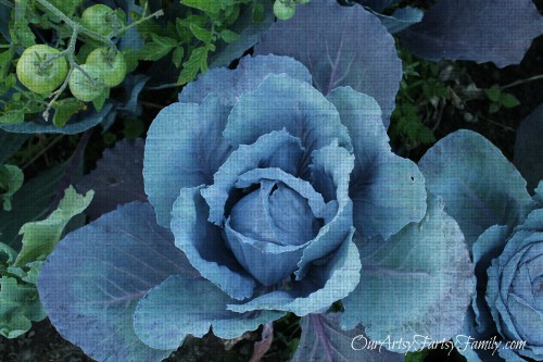 Cabbage watermarked