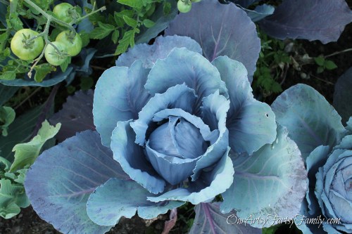 Cabbage1