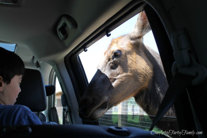 David and Elk watermarked