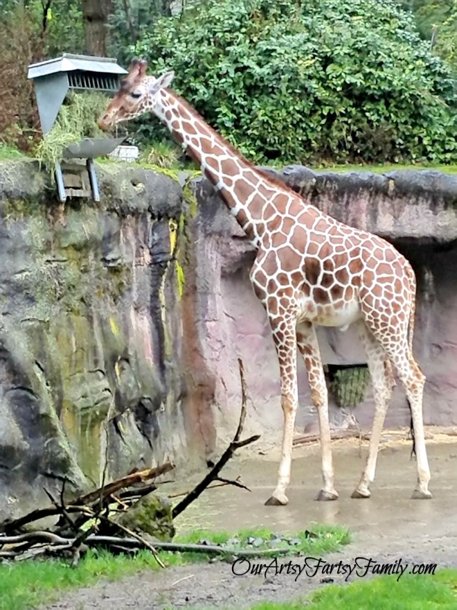 Giraffe 2