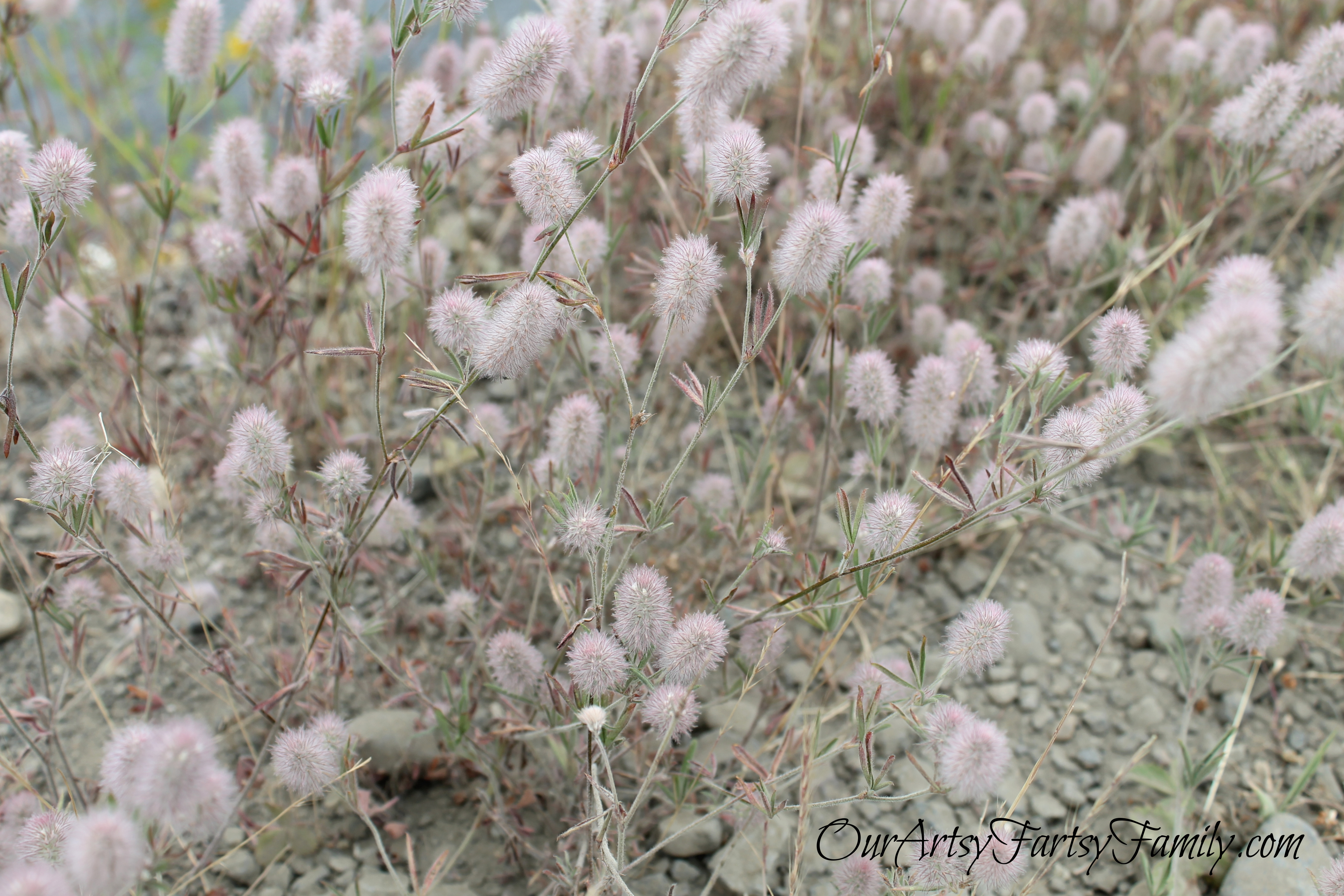 7-11-2020 Lake Cushman Artsy IMG_1061