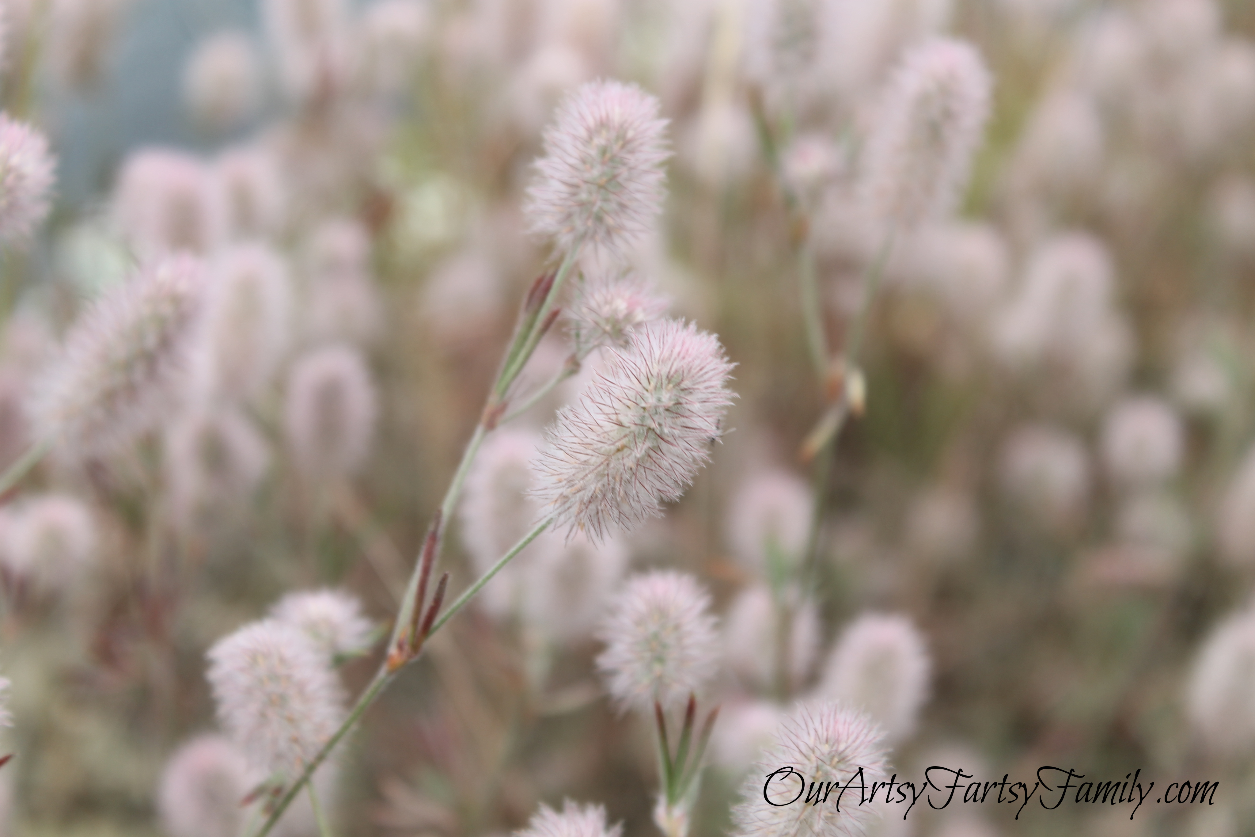 7-11-2020 Lake Cushman Artsy IMG_1064