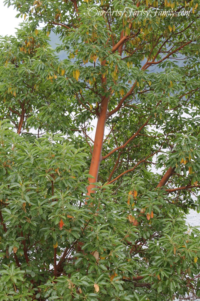 7-11-2020 Lake Cushman Artsy IMG_1085