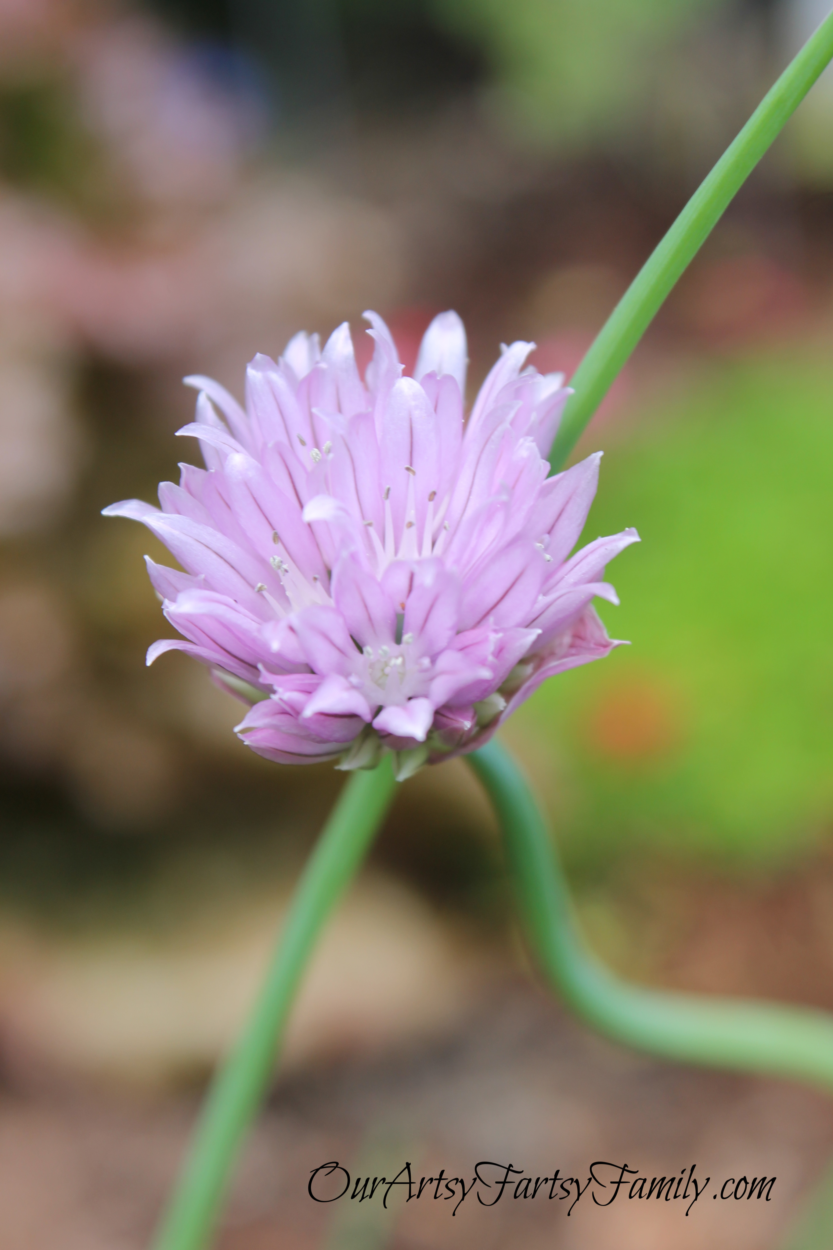 7-2-2020 Garden Artsy IMG_0562