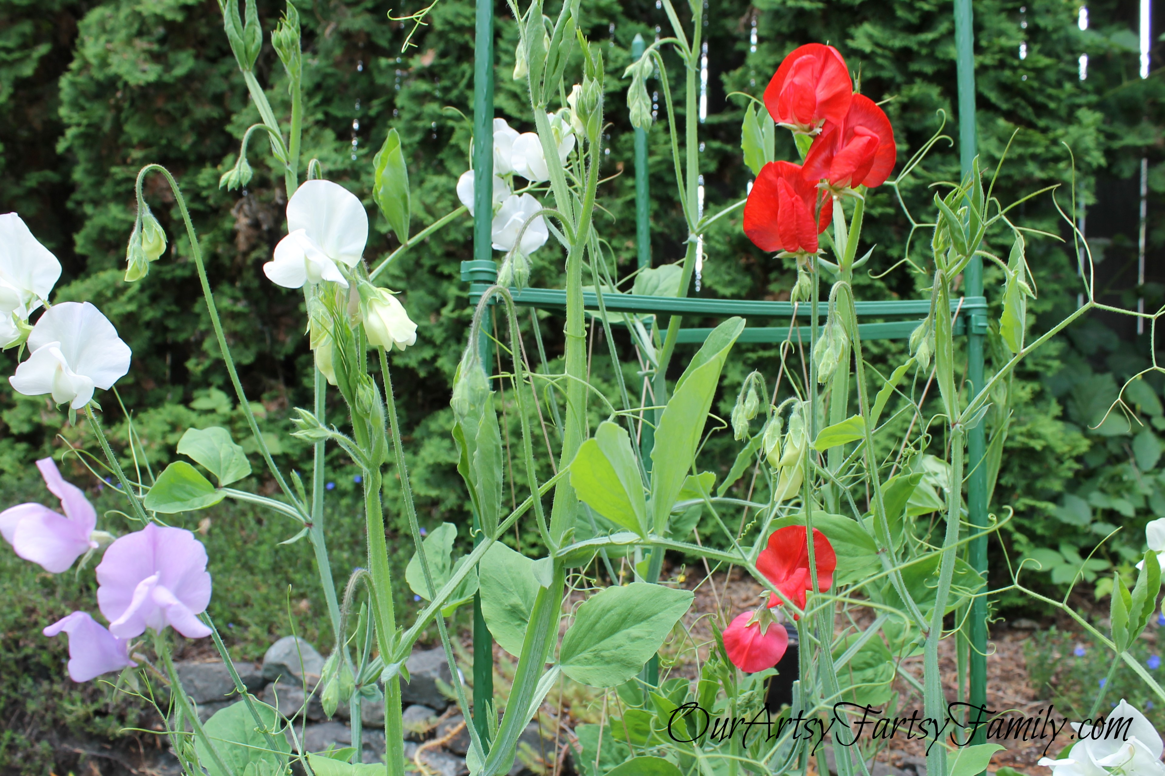 7-2-2020 Garden Artsy IMG_0565 (2)