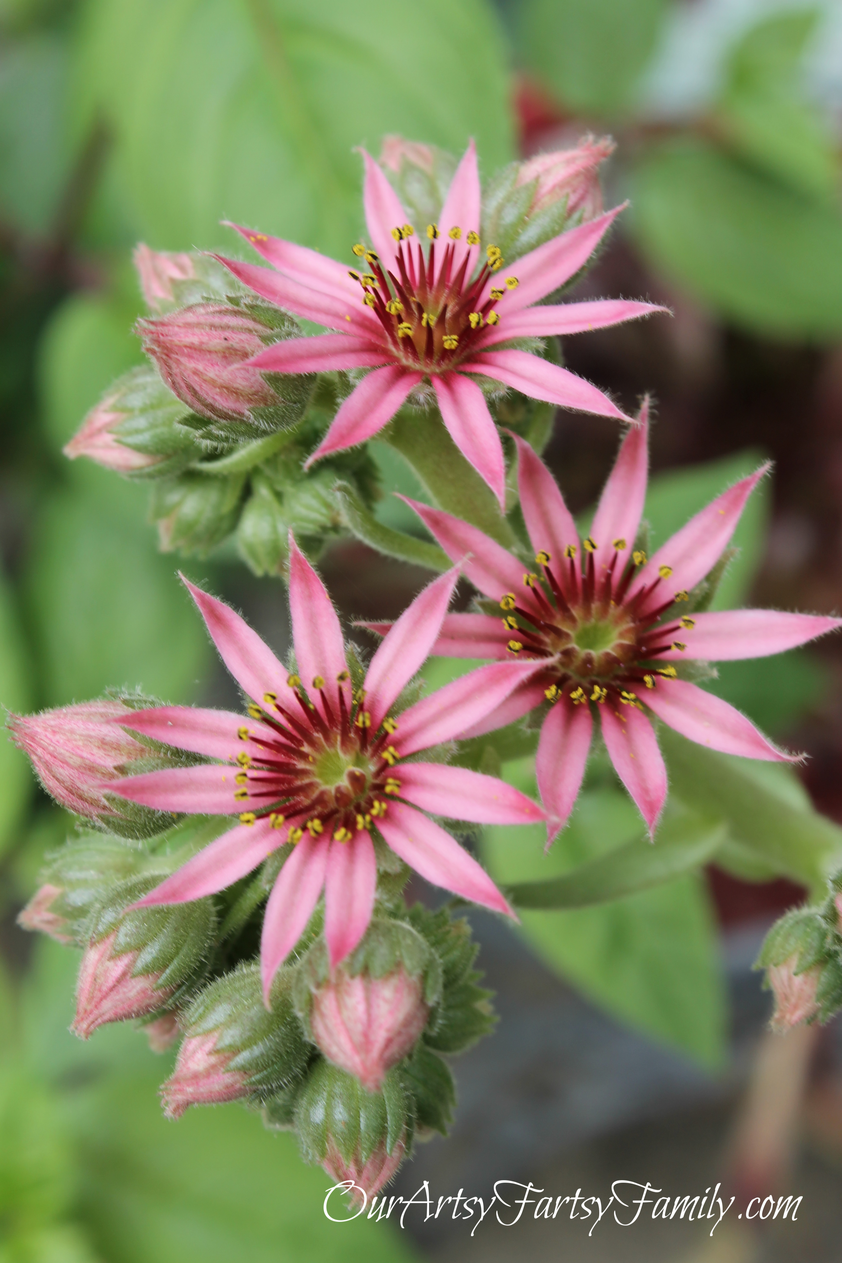 7-2-2020 Garden Artsy IMG_0579