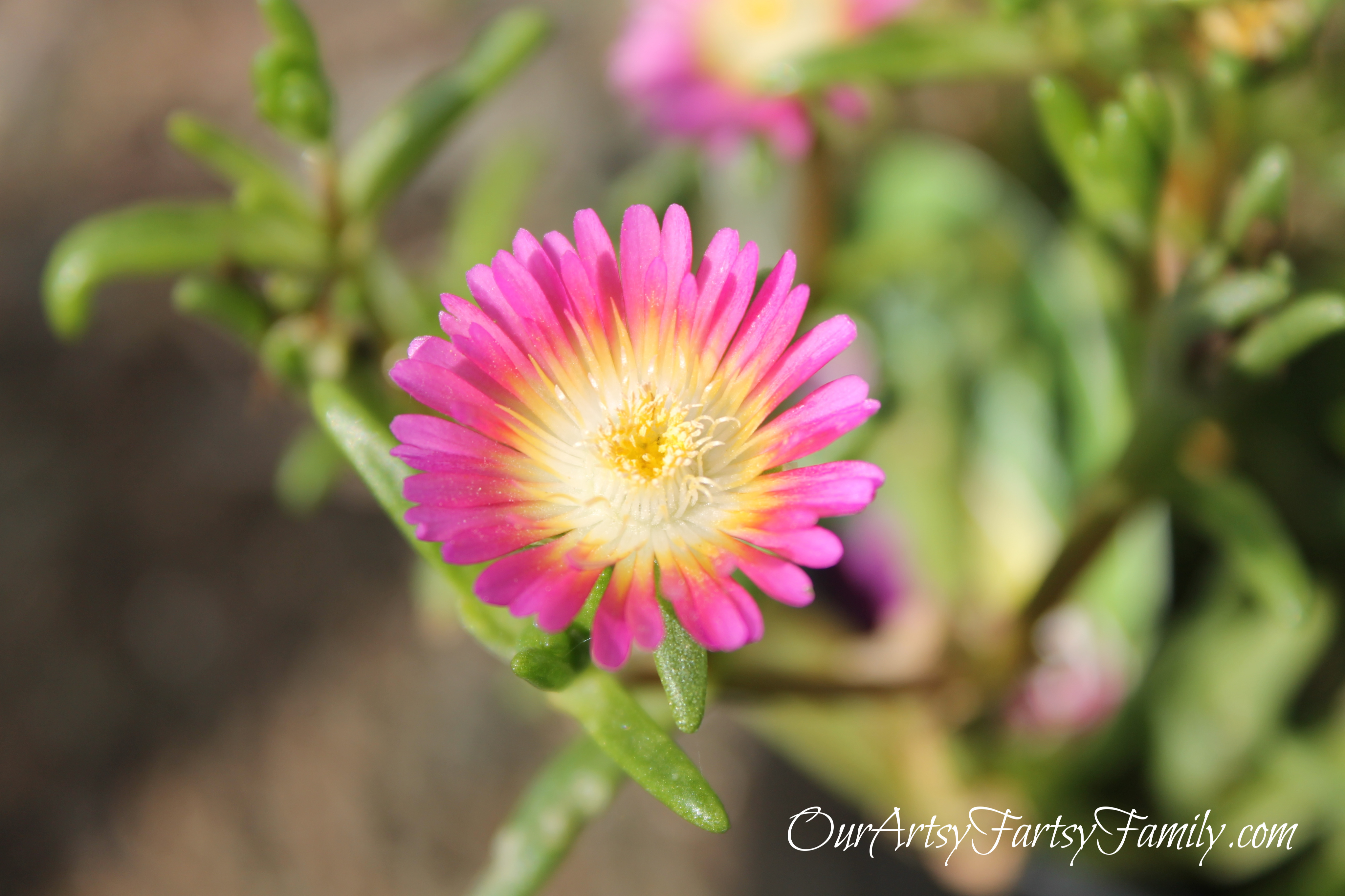 7-2-2020 Garden Artsy IMG_0645