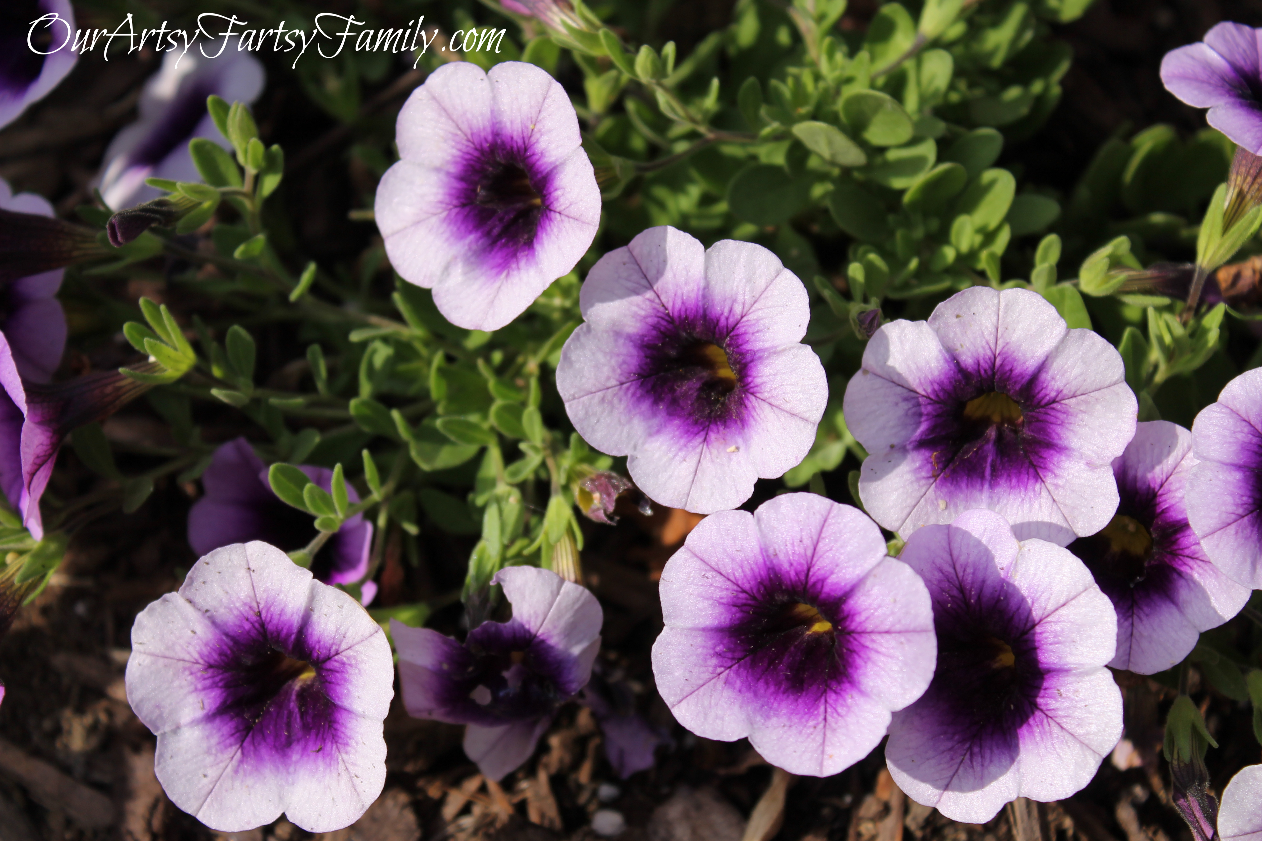 7-2-2020 Garden Artsy IMG_0646