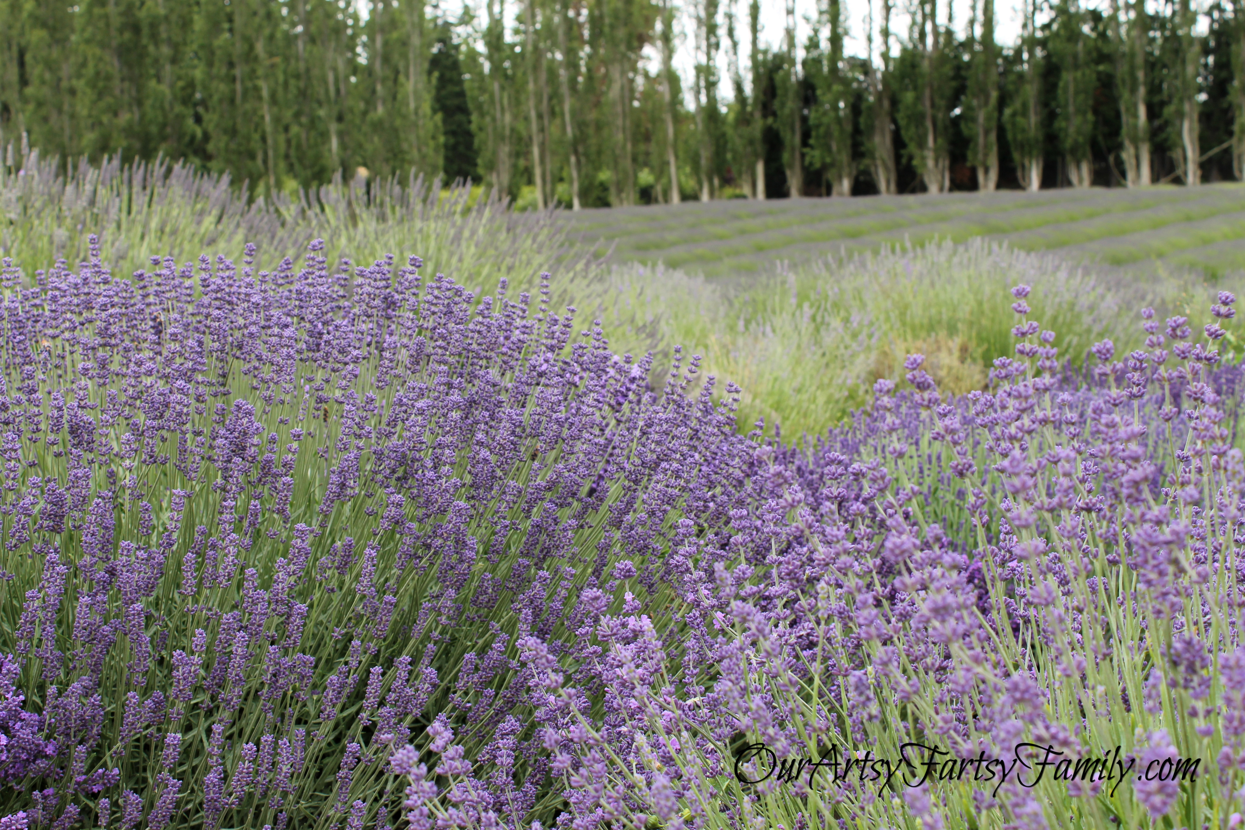 7-3-2020 Graymarsh Artsy IMG_0796