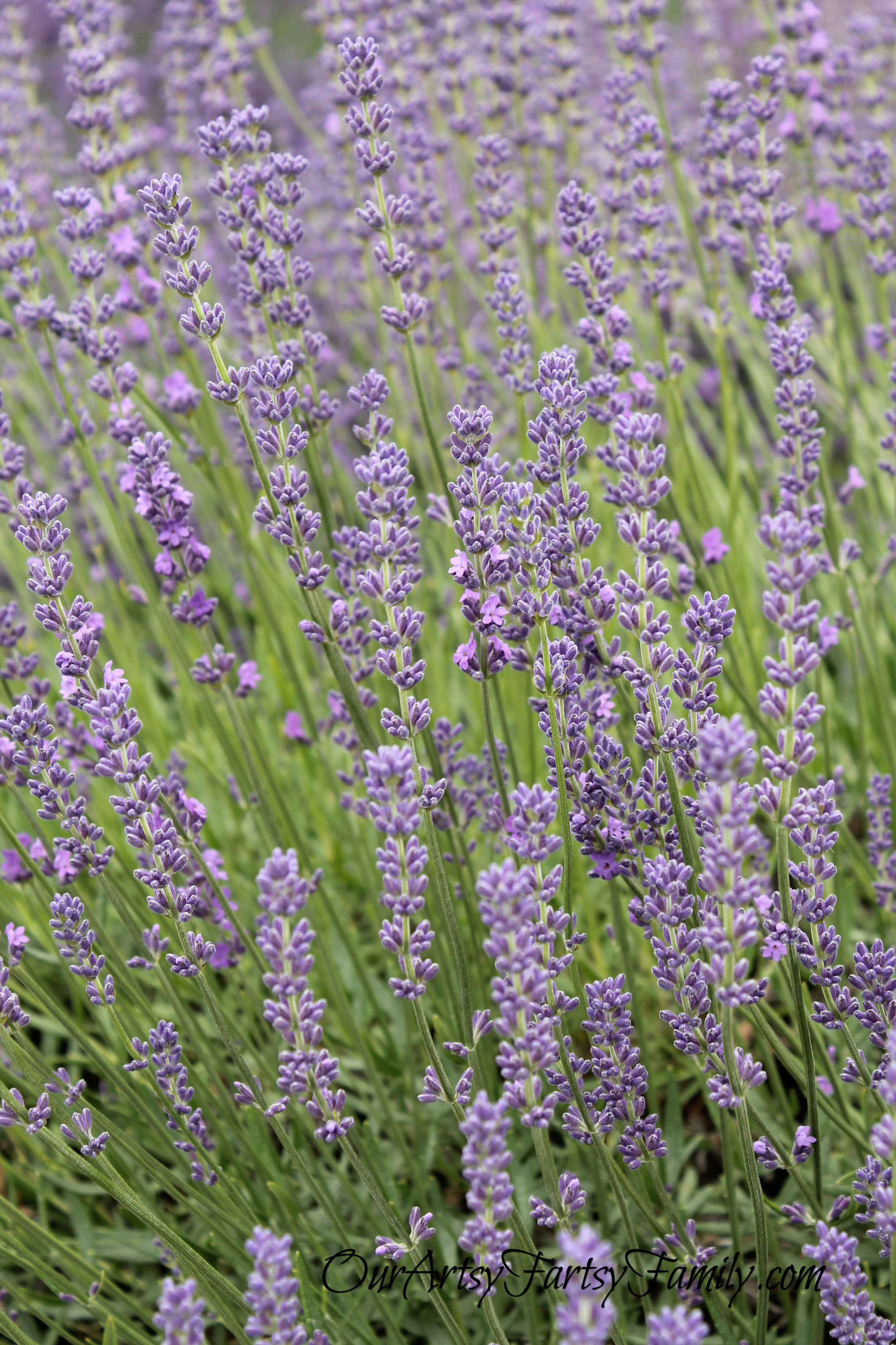 7-3-2020 Graymarsh Artsy IMG_0810