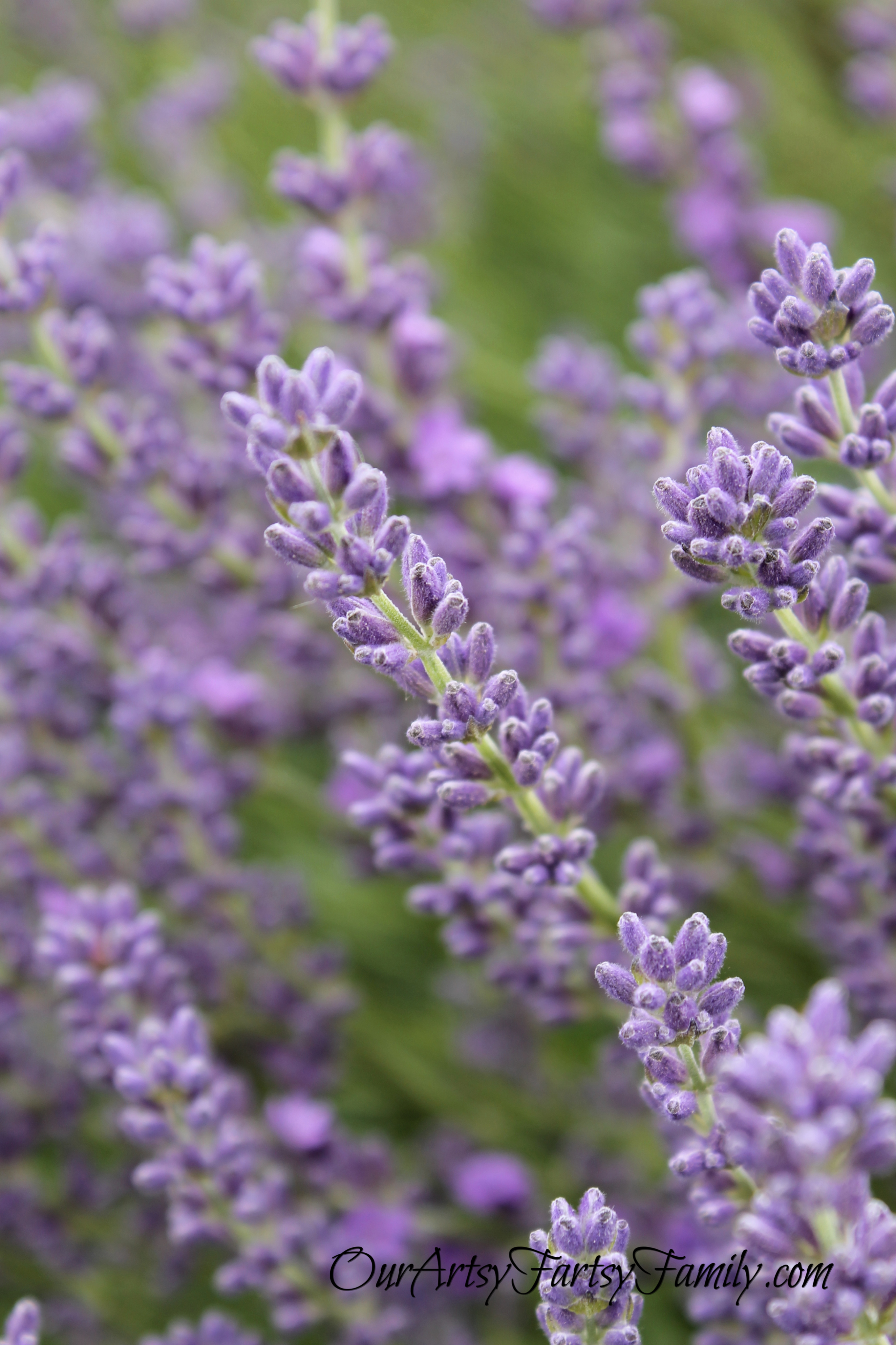 7-3-2020 Graymarsh Artsy IMG_0813