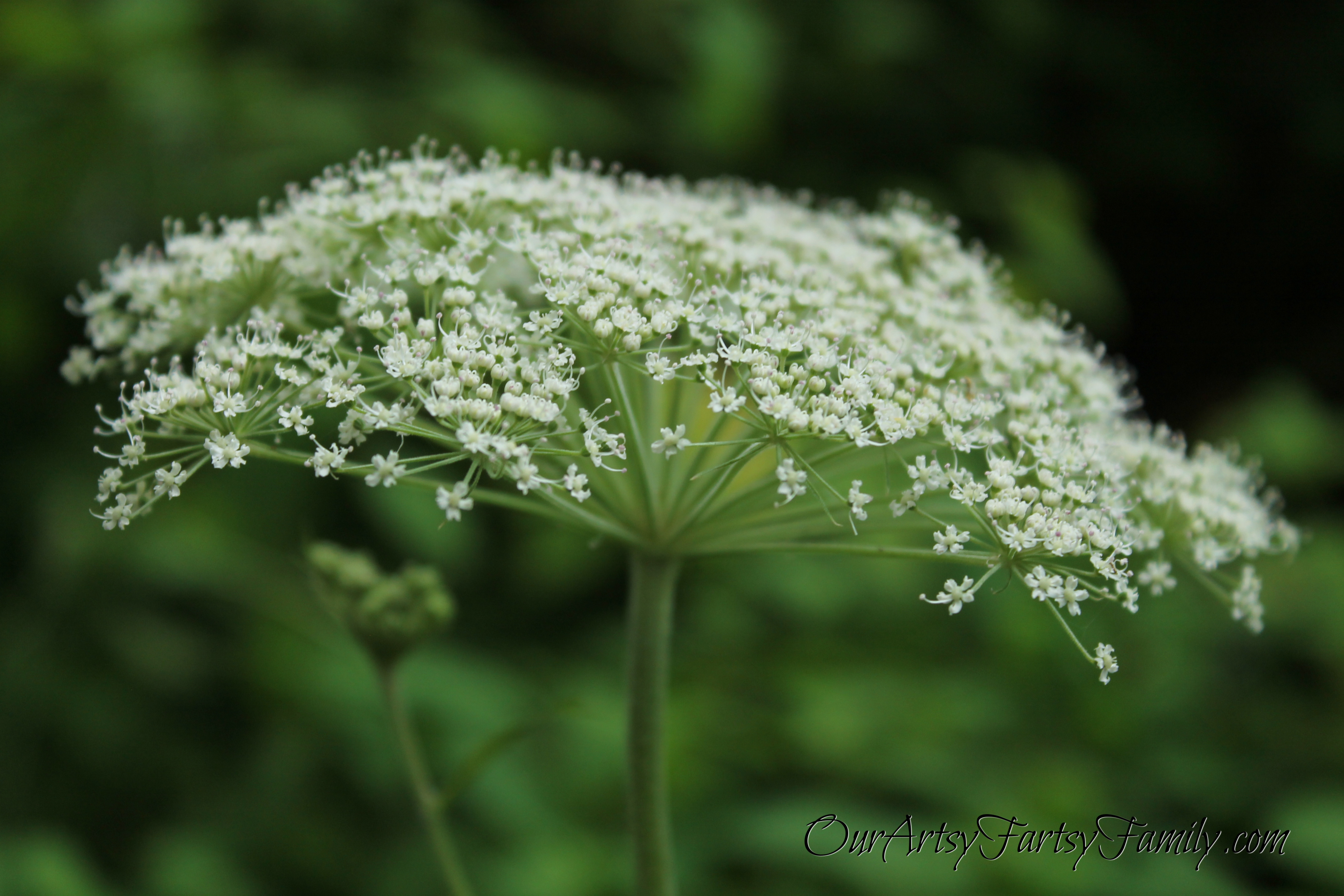 2020-8-8 Theler Artsy IMG_2431